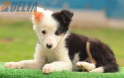 Club de agility Delta