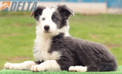 Club de agility Delta