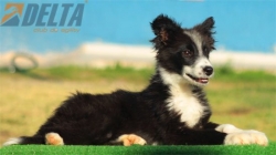 Club de agility Delta