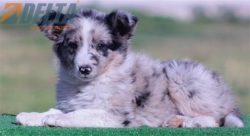 Club de agility Delta