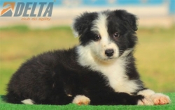 Club de agility Delta