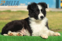 Club de agility Delta