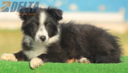Club de agility Delta