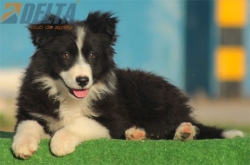 Club de agility Delta