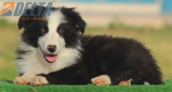 Club de agility Delta