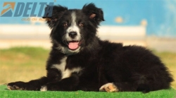 Club de agility Delta