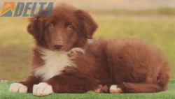 Club de agility Delta