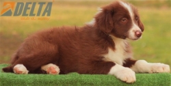 Club de agility Delta