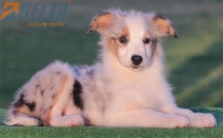 Club de agility Delta