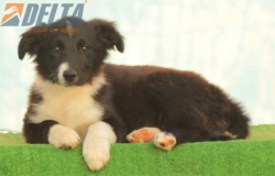 Club de agility Delta