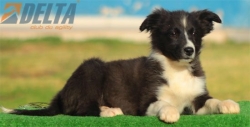 Club de agility Delta