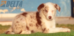 Club de agility Delta