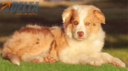 Club de agility Delta