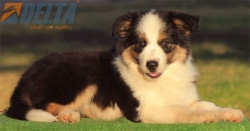 Club de agility Delta