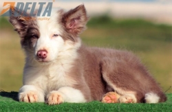 Club de agility Delta