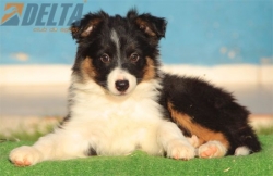 Club de agility Delta