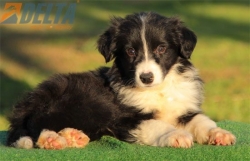 Club de agility Delta