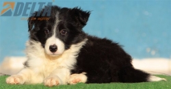 Club de agility Delta