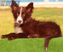 Club de agility Delta