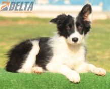 Club de agility Delta