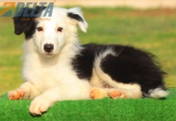 Club de agility Delta