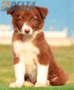 Club de agility Delta