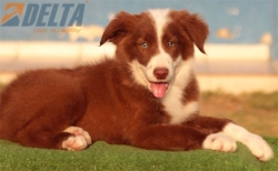 Club de agility Delta