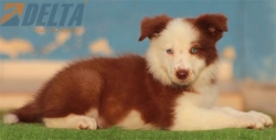Club de agility Delta