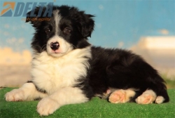 Club de agility Delta