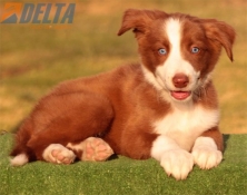 Club de agility Delta