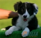 Border Collie Negro Bicolor Hembra #087H31172.jpg