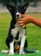 Border Collie Negro Bicolor Hembra #089H71219.jpg
