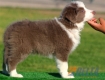 Border Collie Lila Bicolor Macho #088M11231.jpg