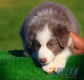 Border Collie Lila Bicolor Macho #088M11233.jpg