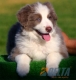 Border Collie Lila Bicolor Macho #088M11234.jpg