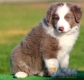 Border Collie Lila Bicolor Macho #088M11235.jpg