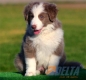 Border Collie Lila Bicolor Macho #088M11236.jpg