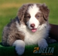 Border Collie Lila Bicolor Macho #088M11237.jpg