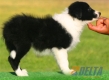 Border Collie Negro Bicolor Hembra #093H21259.jpg