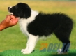 Border Collie Negro Bicolor Hembra #093H21260.jpg