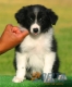 Border Collie Negro Bicolor Hembra #093H21261.jpg