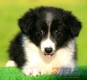 Border Collie Negro Bicolor Hembra #093H21262.jpg
