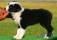 Border Collie Negro Bicolor Macho #093M31266.jpg