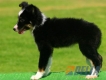 Border Collie Negro Tricolor Hembra #091H41305.jpg