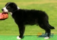 Border Collie Negro Bicolor Macho #094M21345.jpg