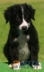 Border Collie Negro Bicolor Macho #094M21346.jpg