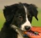 Border Collie Negro Bicolor Macho #094M21347.jpg
