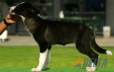 Border Collie Seal Bicolor Hembra #089H91373.jpg