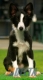 Border Collie Seal Bicolor Hembra #089H91374.jpg