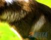 Border Collie Seal Bicolor Hembra #089H91377.jpg